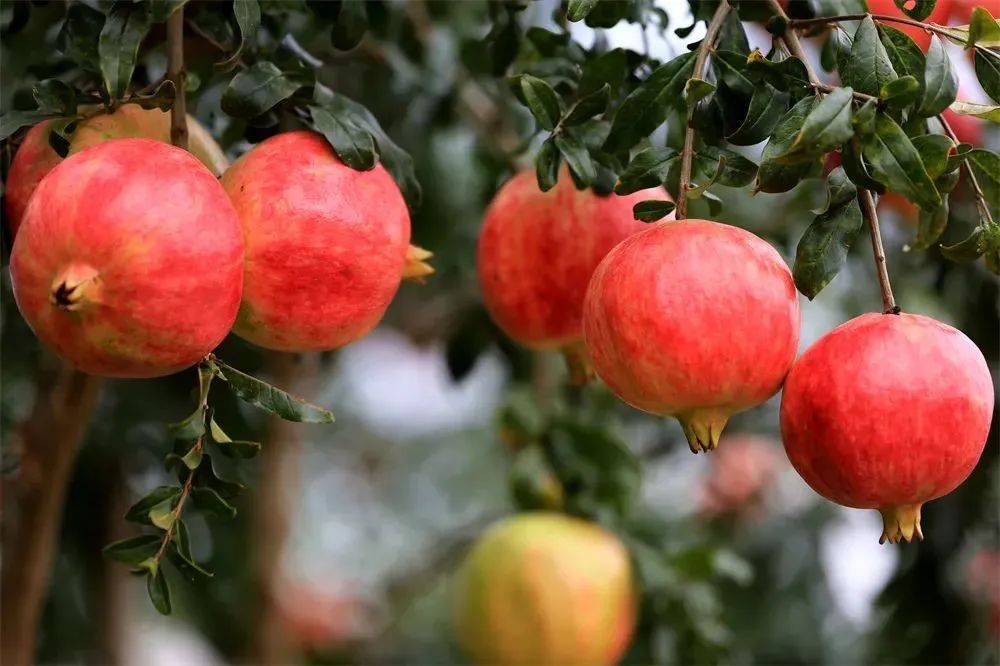 高级烹饪_烹饪高级技师论文_烹饪高级技师证怎么考