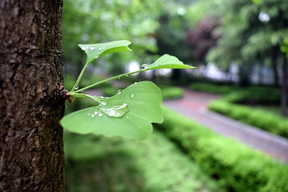 雨后小故事动态图2_雨后动态句子_雨后小的故事全集图动态