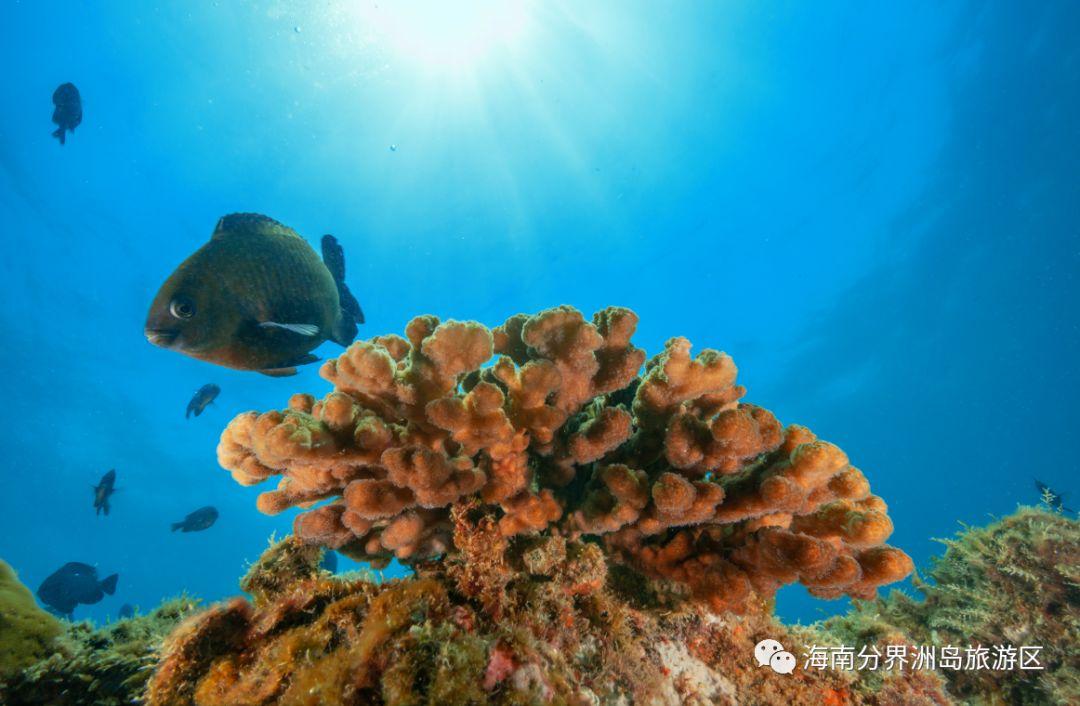 梦幻海底攻略_梦幻西游海底沉船在哪_梦幻海底