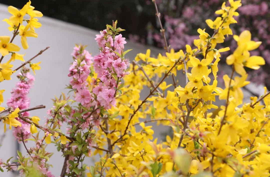 悠悠花园第27关怎么过_悠悠花园_悠悠花园下载安装