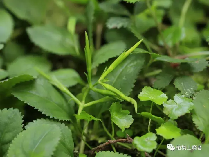 陈乃荣短歌行：温柔深情旋律，洗涤浮躁心灵的清流