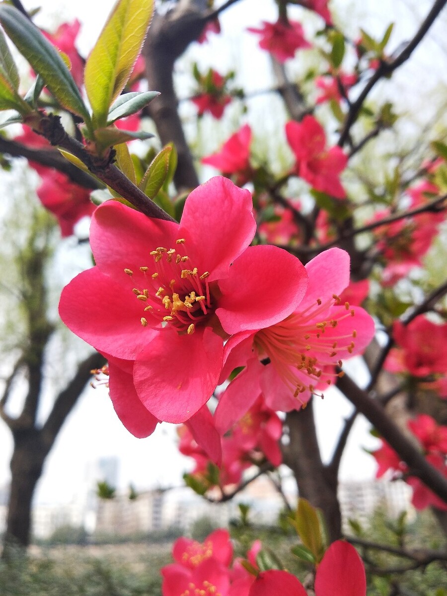 花都开你来不来简谱_我爱你爱的花都开了_花都会开