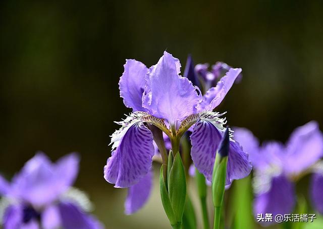 苯基乙胺_苯基乙胺是什么东西_苯基乙胺化学式