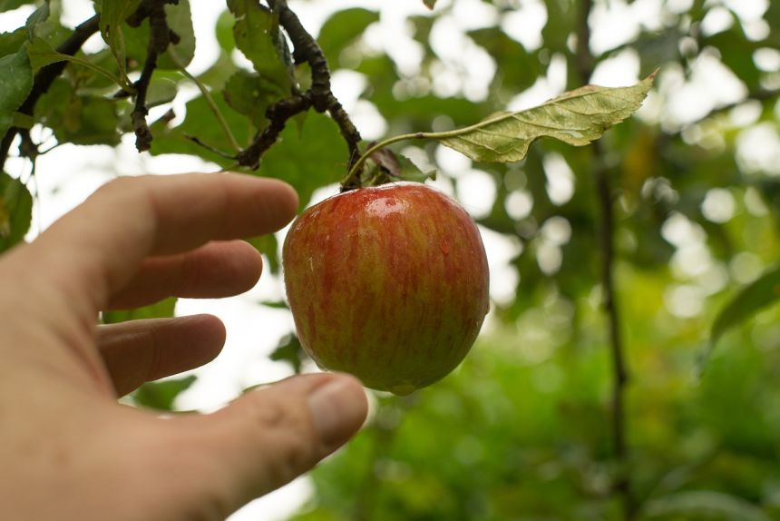 香港apple官网_香港apple_香港apple苹果官网