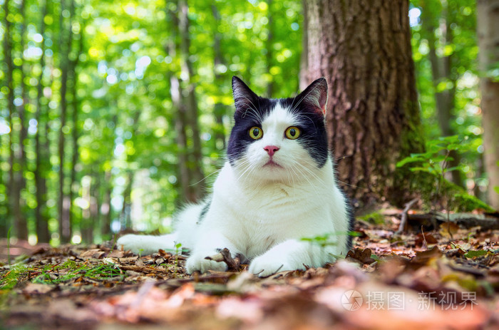 不可思议猫森林_森林猫什么意思_森林猫怎么养