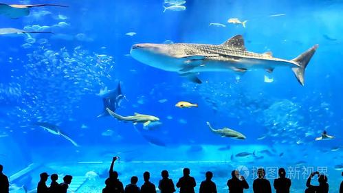 梦幻水族馆是什么软件_游戏梦幻水族馆_梦幻水族馆6