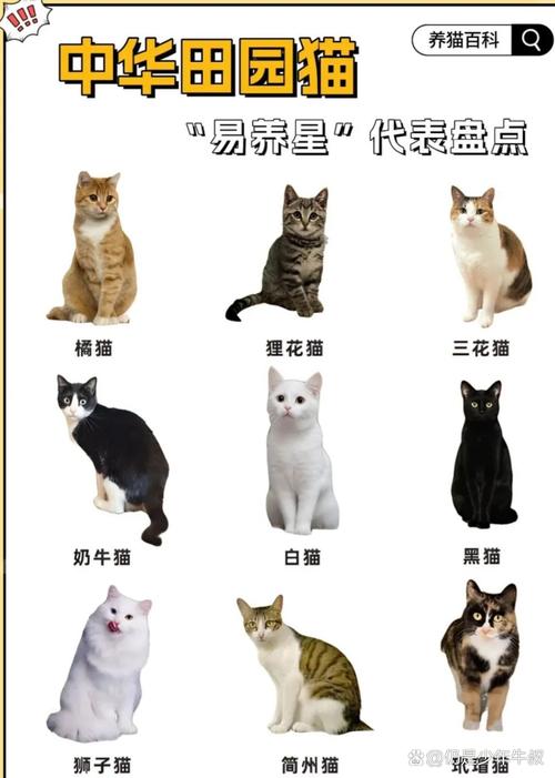 猫游记新宠物大全_猫游记小游戏_猫游记每日任务