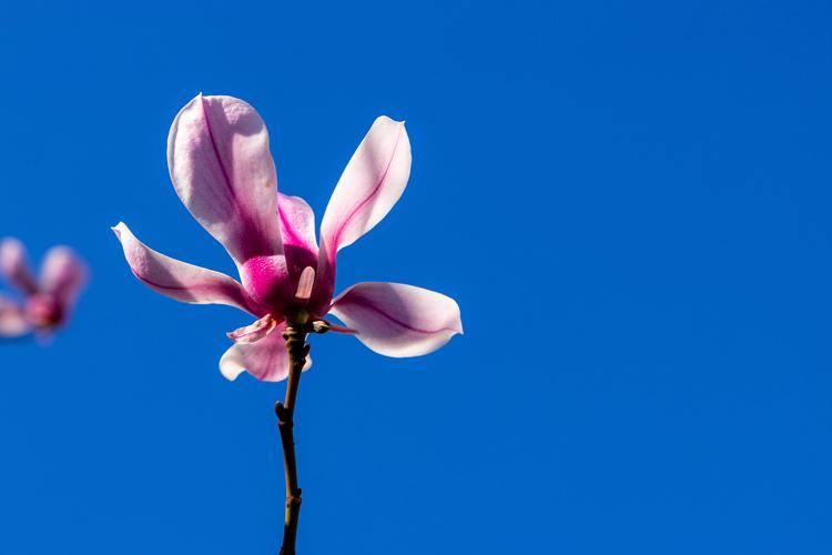 花园快乐写一句话一年级_快乐花园的舞蹈视频_快乐花园