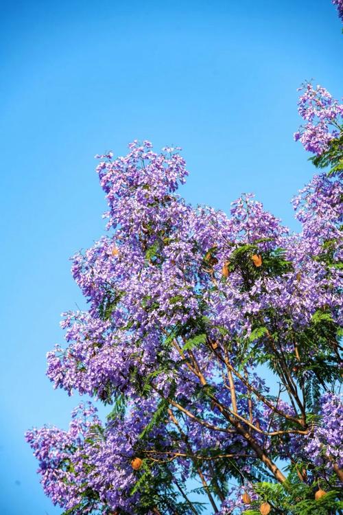 花楹花_花楹花_花楹花