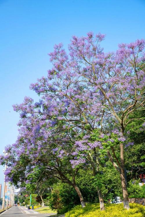 花楹花：小而壮观、色彩迷人且生命力顽强的街头公园之花