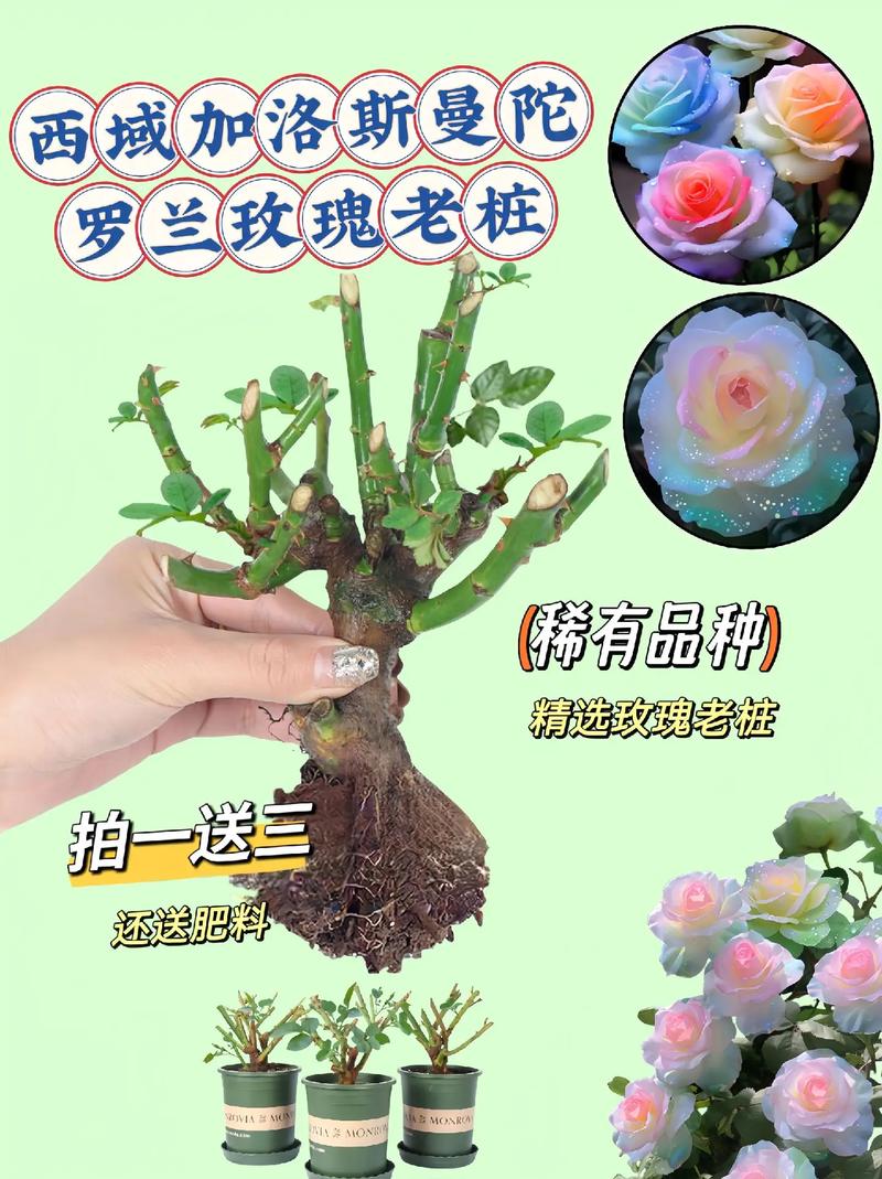 芙罗兰：精致花朵的生长秘诀与文化深意解析