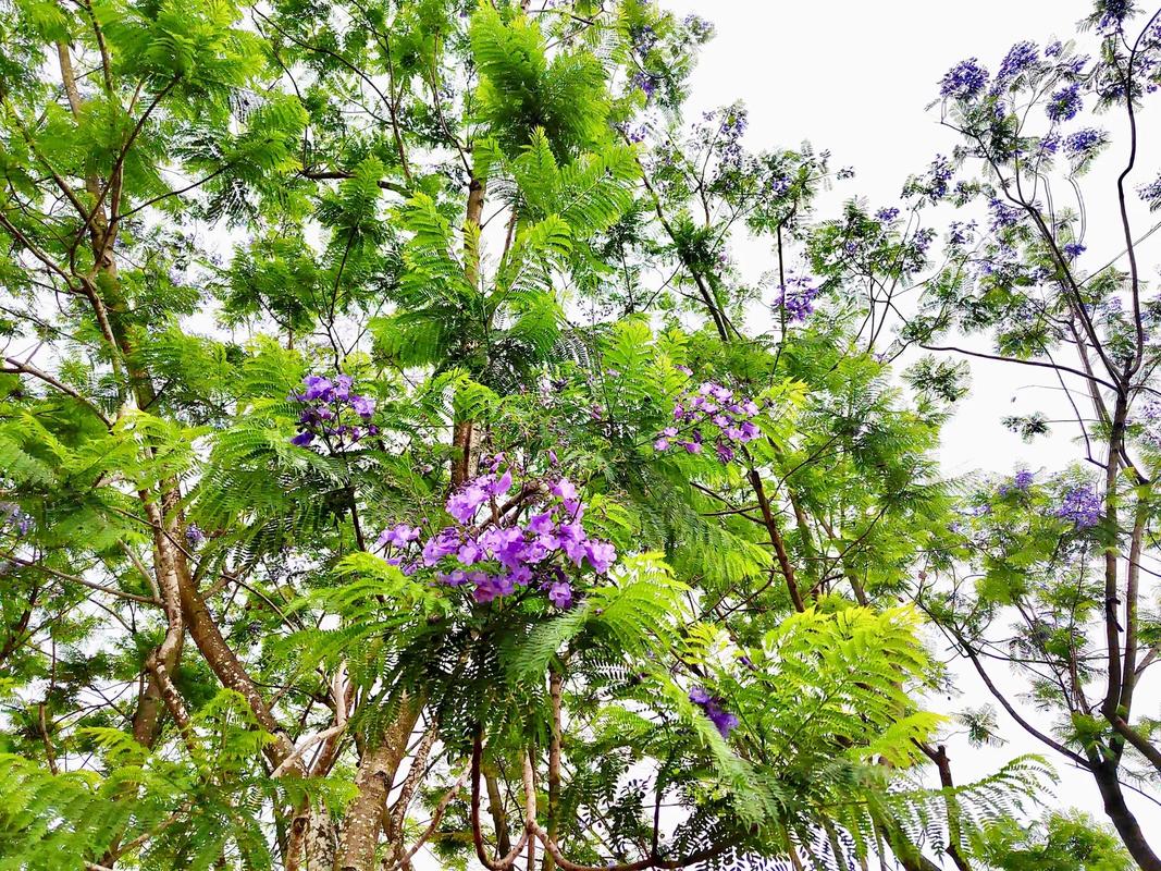 花楹花_花楹花_花楹花