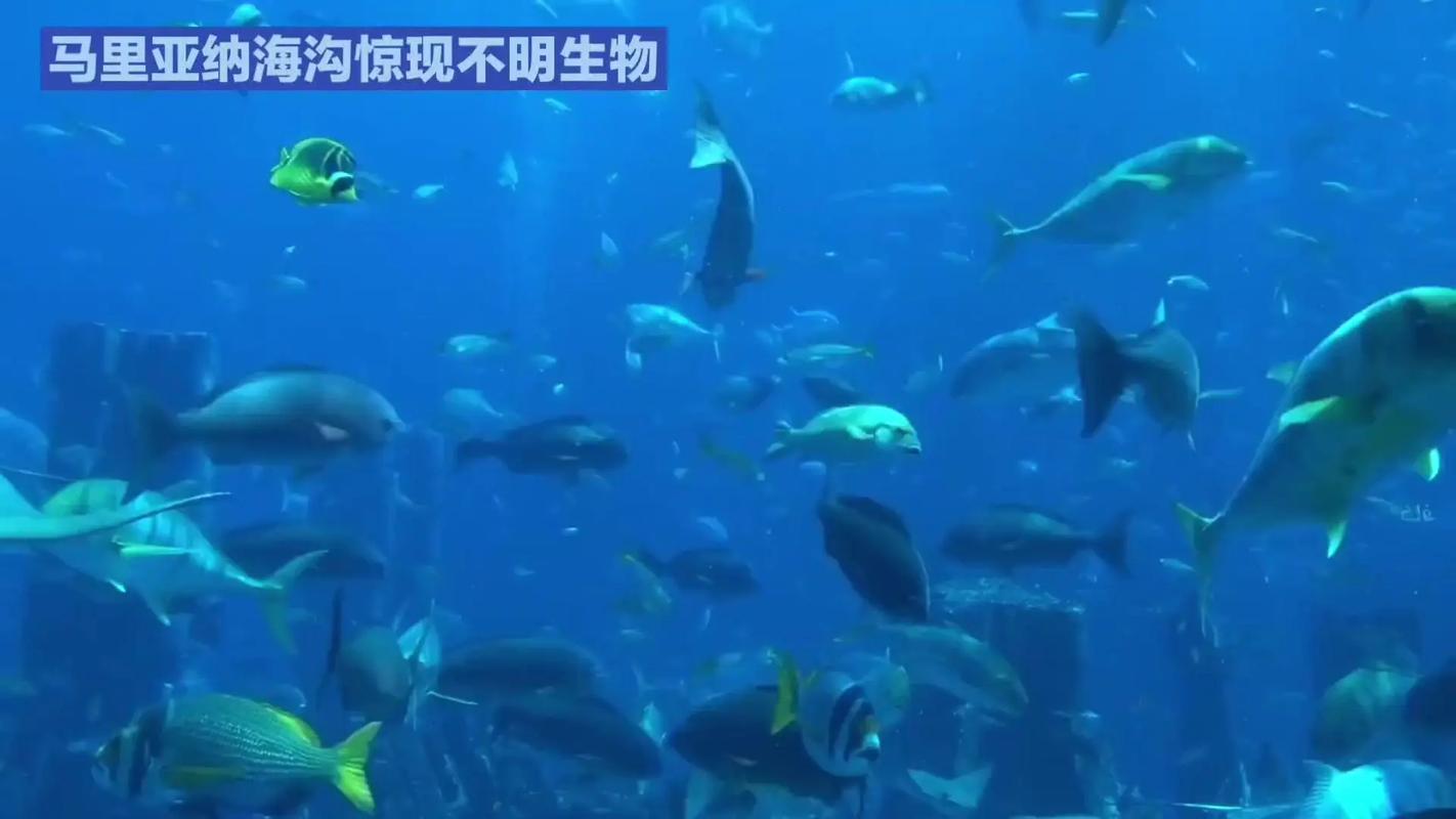 深海冒险家族免费观看全集_深海冒险桌游_深海冒险