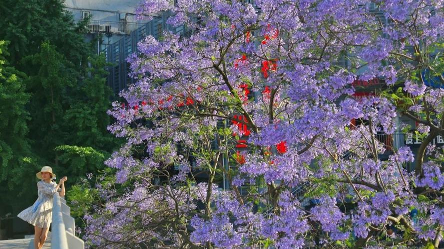 花楹花_花楹花_花楹花