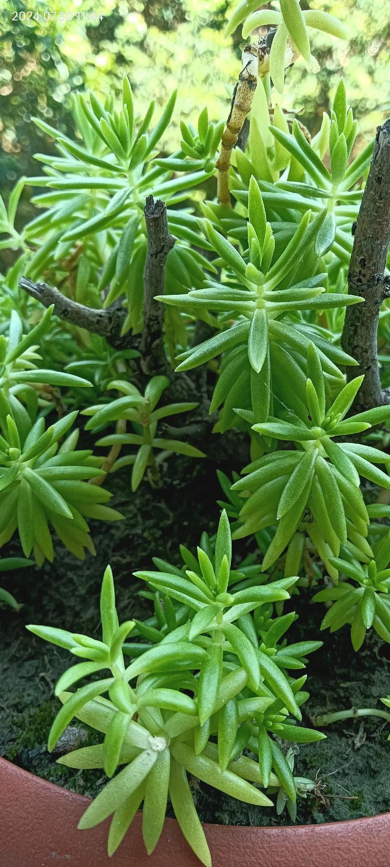 玉山佛甲草_佛甲草寓意_佛甲草草坪