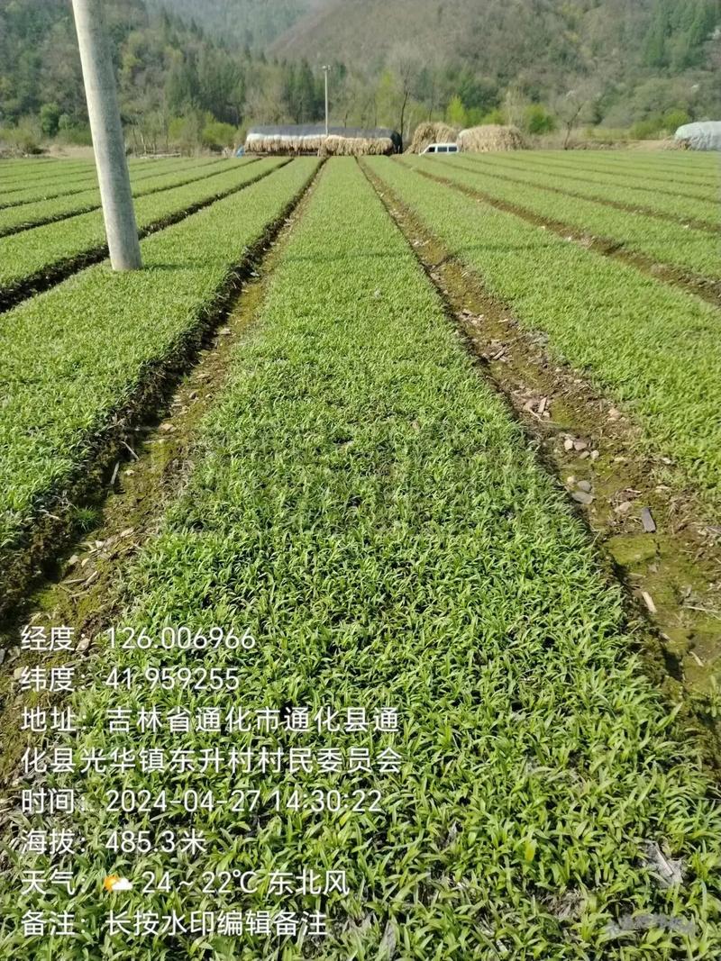 贝贝草图片_贝贝草植物大战僵尸_贝贝草