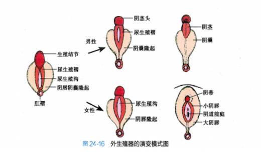 雌雄同体阴阳人生孩子_雌雄同体阴阳平衡_阴阳人雌雄同体